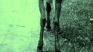 Hey, schau diese Vintage-Natur-Mädchen von Dark Lantern Entertainment! 🌿