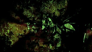 vintage family reunion gathering