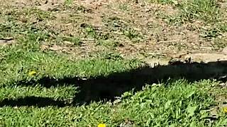 Outdoor Ebony Sucking Master's Cock For Cumshot Contrast