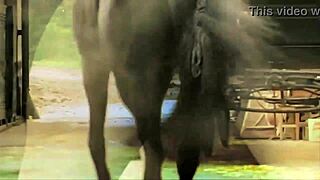 dark lantern presents vintage nature girls in nudist settings