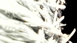 tattooed pornstar masturbates intensely solo