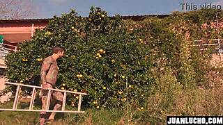 homemade orange juice preparation video