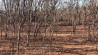 video completo por red o en plataformas s de pago