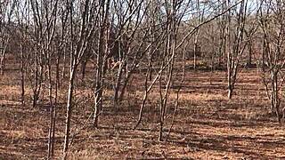 video completo por red o en plataformas s de pago