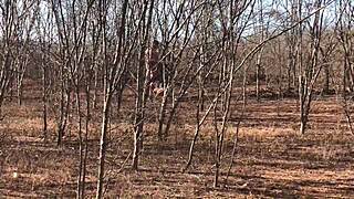 video completo por red o en plataformas s de pago