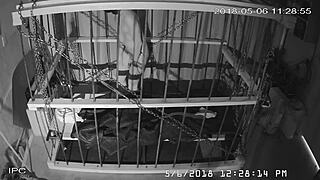 The Cagecam Provides A Non-Edited Downloaded Feed From The Cage For Bound Individuals.