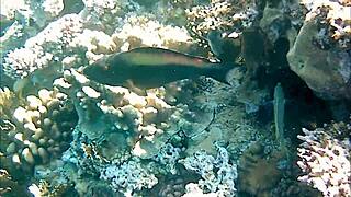 mariaold the milf flashes her huge natural tits and pussy