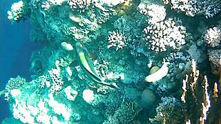 mariaold the milf flashes her huge natural tits and pussy