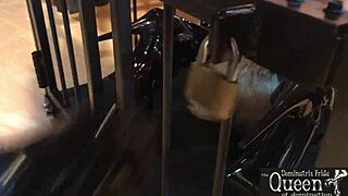 Queen dominatrix frida cage locks submissive in chastity