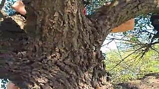 Meando Desde Un Arbol En La Gral Paz Jajaja