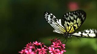crystal butterfly sings with tattoos