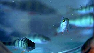 Honey Erotic Art Paul Black