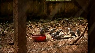 Footballer meets mature woman in Africa and fucks her in park