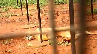 Footballer meets mature woman in Africa and fucks her in park