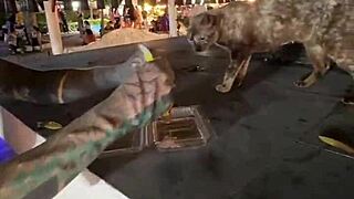 Dialogic Nothing to see, just a Thai cat lady.