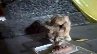 Dialogic Nothing to see, just a Thai cat lady.