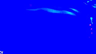 Enjoying the blacklight fetish with toes and footjob 😘