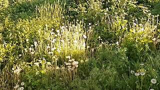 Naughty little 18+ ant pt 1 - 6