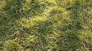 I Gave My Neighbor Flowers and She Thanked Me with Cunnilingus