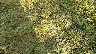 I Gave My Neighbor Flowers and She Thanked Me with Cunnilingus