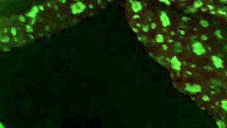 Big Ass Colombian Latina Mature Mexican In Homemade Scene