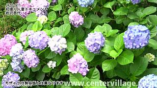 初撮り人妻ドキュメント 岩沢香代 explores a mature Japanese wife's intimate journey in amateur style.