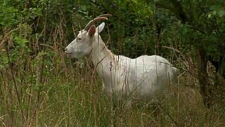 Can you handle rough fucking this cute Hungarian brunette in the open with gaping ass action?