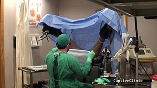 Wanna see Phoenix Rose as human guinea pig in latex fetish vibrator scene?