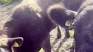 Happy Hippie Girl Chats With Cows And Craves You