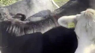 Happy Hippie Girl Chats With Cows And Craves You