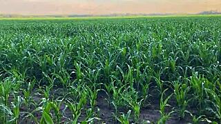 stepsister nervous in cornfield comforted by stepbrother's big cock