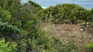 wanna see petite wife suck outdoors in cyprus?