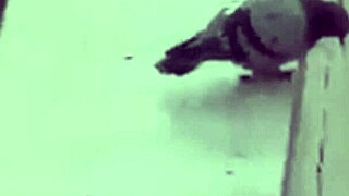 wanna watch this fat mexicana ripping clothes to fuck young virgins over a misunderstanding?