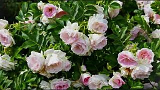 bangla couple shares emotional romantic sex story part 2