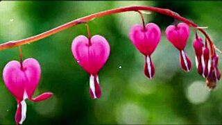 bangla couple shares emotional romantic sex story part 2