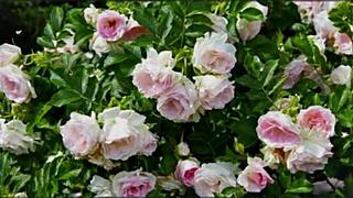 bangla couple shares emotional romantic sex story part 2