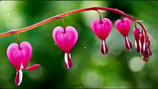 bangla couple shares emotional romantic sex story part 2