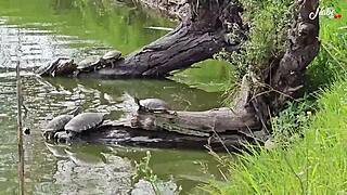 colombian milf outdoor lake blowjob handjob masturbation reward