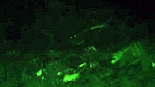 Met A Cute Jungle Whore Friend For Forest Fuck Adventure!