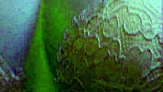 BIG ASS BABE RIDES DILDO HARD THEN FACESITS MILF IN LESBIAN STRAPON FUCK