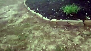 impregnablelexa rides wolfdaddy901 bareback to anal creampie right in the public park