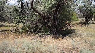 shy aboriginal milf dances in costume outdoors